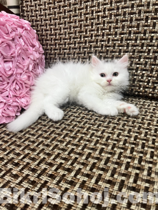 Pure Persian kitten